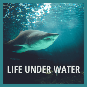 Life under water shark in water blog on ocean conservation pollution save environment